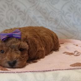 Holly - Red  female Poodle puppy in Milford, Indiana from Olde Heritage K-9