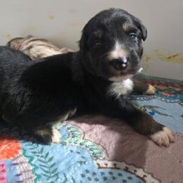 Light blue  collar boy - Black tri-color male Australian Shepherd puppy in Rainsville, Alabama from Chaparro Farm