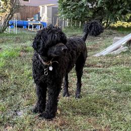 Portuguese Water Dog puppies from Topsail PWDs