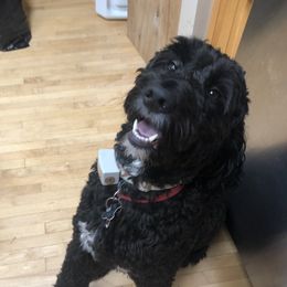 Mac - Goldendoodle