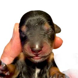 Dapple female - Dapple female Dachshund puppy in Medina, Ohio from STORIED DOXIES