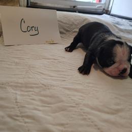 Cory - Black and white male Boston Terrier puppy in Headland, Alabama from Crystal Carlisle's Boston Terriers