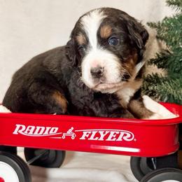 Dublin (Yellow) - Black rust and white male Bernese Mountain Dog puppy in Boiling Springs, South Carolina from OlliePups, LLC