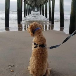 Goldendoodle Puppies from Dood Ranch Doodles