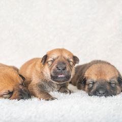 Chinook Puppies from Platform Chinooks