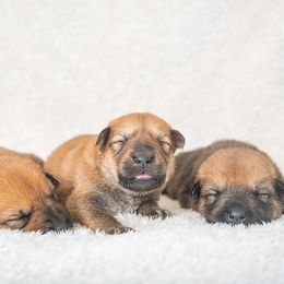 Chinook Puppies from Platform Chinooks