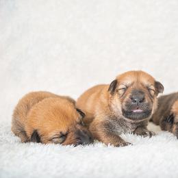 Chinook Puppies from Platform Chinooks