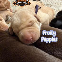 Fruity Pepples - Yellow female Labrador Retriever puppy in Dickson, Tennessee from Cane Creek Labradors