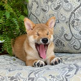Natsumi Import Sired Full AKC - Red male Shiba Inu puppy in Neosho, Missouri from Sunny Terrace Shibas