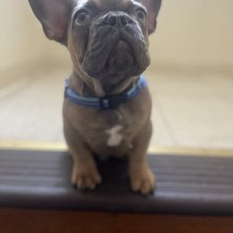Bruno - French Bulldog puppy in Bronx, New York from Frenchies of New York