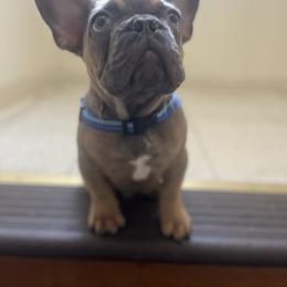 Bruno - French Bulldog puppy in Bronx, New York from Frenchies of New York