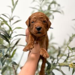 Slinky - Red male Australian Labradoodle puppy in Palmdale, California from Pixie Doodle Paws