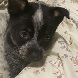 Blue - Australian Cattle Dog