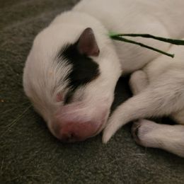 Green Collar - Bridger - Blue male Australian Cattle Dog puppy in Riverton, Utah from Rundown Ranch Cattle Dogs