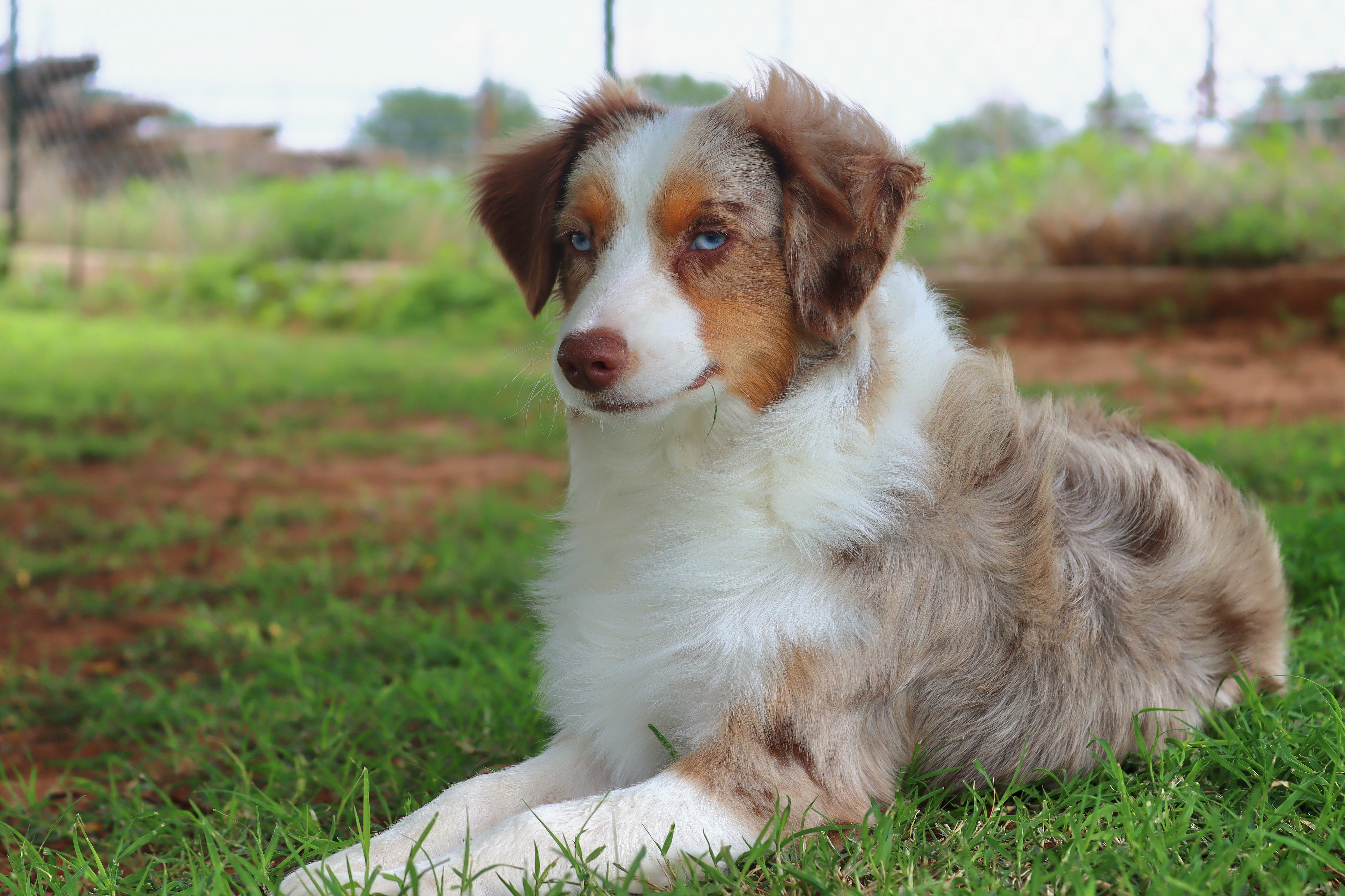 Napoleon - Toy Australian Shepherd