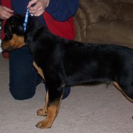 Rottweiler Puppies from Serenade Rottweilers