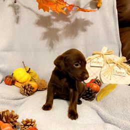Dilute Retriever and Labrador Retriever Puppies from Clear Creek Kennels