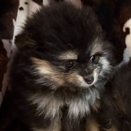 Bella - Black and tan female Pomeranian puppy in Gainesville, Texas from Pomtastic Pomeranians