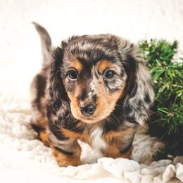 Dachshund Puppies from Long Little Dog Ranch