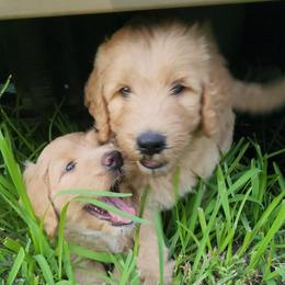 Goldendoodle Puppies from Costa's Curly Canines