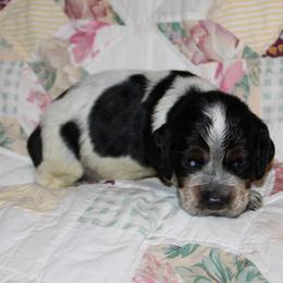 Redwood - Black white and tan male English Springer Spaniel puppy in Lexington, South Carolina from House Tiner Springers