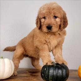 Twila - Apricot female Goldendoodle puppy in Temecula, California from Oodles O'Doodles