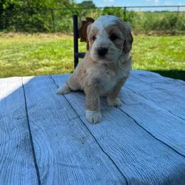 Luna - Red female Assorted Doodle Crosses puppy in Moulton, Iowa from Shondel Puppy Paws