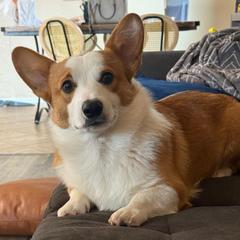 Mack - Pembroke Welsh Corgi