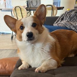 Mack - Pembroke Welsh Corgi