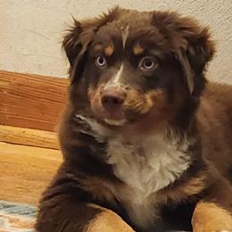 Holly - Red tri female Miniature Australian Shepherd puppy in Philpot, Kentucky from Miller Hill Mini American Shepherds and Mini Australian Shepherds