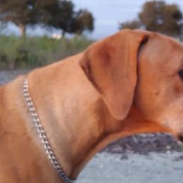 Rhodesian Ridgeback Puppies from Aziza Ridgebacks