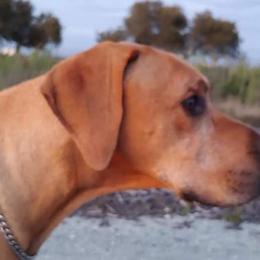 Rhodesian Ridgeback Puppies from Aziza Ridgebacks