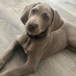 Weimaraners from Twilight Weimaraners