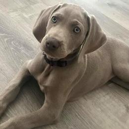 Weimaraners from Twilight Weimaraners