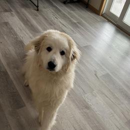Tilly - Great Pyrenees