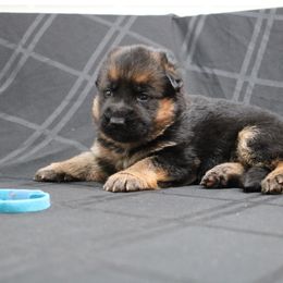 German Shepherd Puppies from Rodney Aguirre