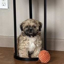 Koko - Tricolor female Shih Tzu puppy in Providence, Rhode Island from All4Paws