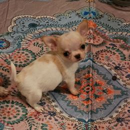 Nomi - Cream and white female Chihuahua puppy in Joliet, Illinois from Chihuahua and frenchie favs