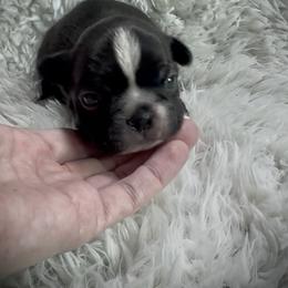 Girl 1 - Black and white female Boston Terrier puppy in Eight Mile, Alabama from Bishop's Bostons