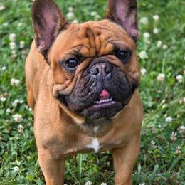 French Bulldog puppies from Brickyard Bulldogs