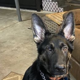 German Shepherd All Grown Up from Vom Lillibruke Strass German Shepherds