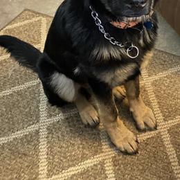 German Shepherd All Grown Up from Vom Lillibruke Strass German Shepherds