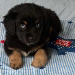 Midnight - Black & white female Australian Shepherd puppy in Harrah, Oklahoma from Kamm's Aussies