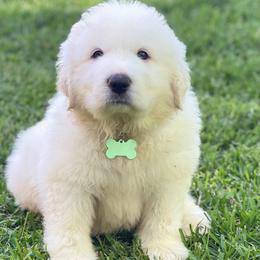Green Boy - White male Great Pyrenees puppy in Red Bluff, California from River's Bend Walnut Orchard