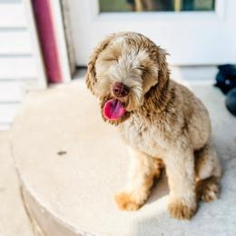 Zuri - Australian Labradoodle