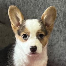 American Corgis, Cardigan Welsh Corgis, and Pembroke Welsh Corgis from Foxy Knoll Farm