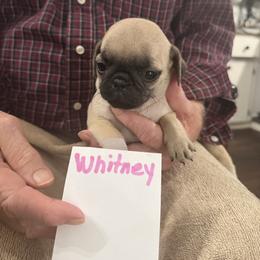 Whitney - Fawn female Pug puppy in Lexington, Alabama from Cook Grandy