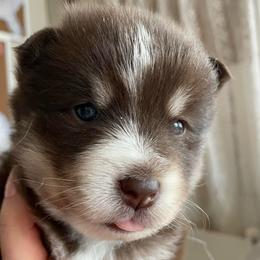 Wallen - Chocolate male Pomsky puppy in Cottrellville, Michigan from Jeanne’s Half Pint Pups