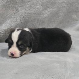 Tri Female - Black and tan female Pembroke Welsh Corgi puppy in Tenino, Washington from LoneStar Corgis NW