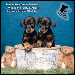 Doberman Pinscher puppies from Lorelei Legends